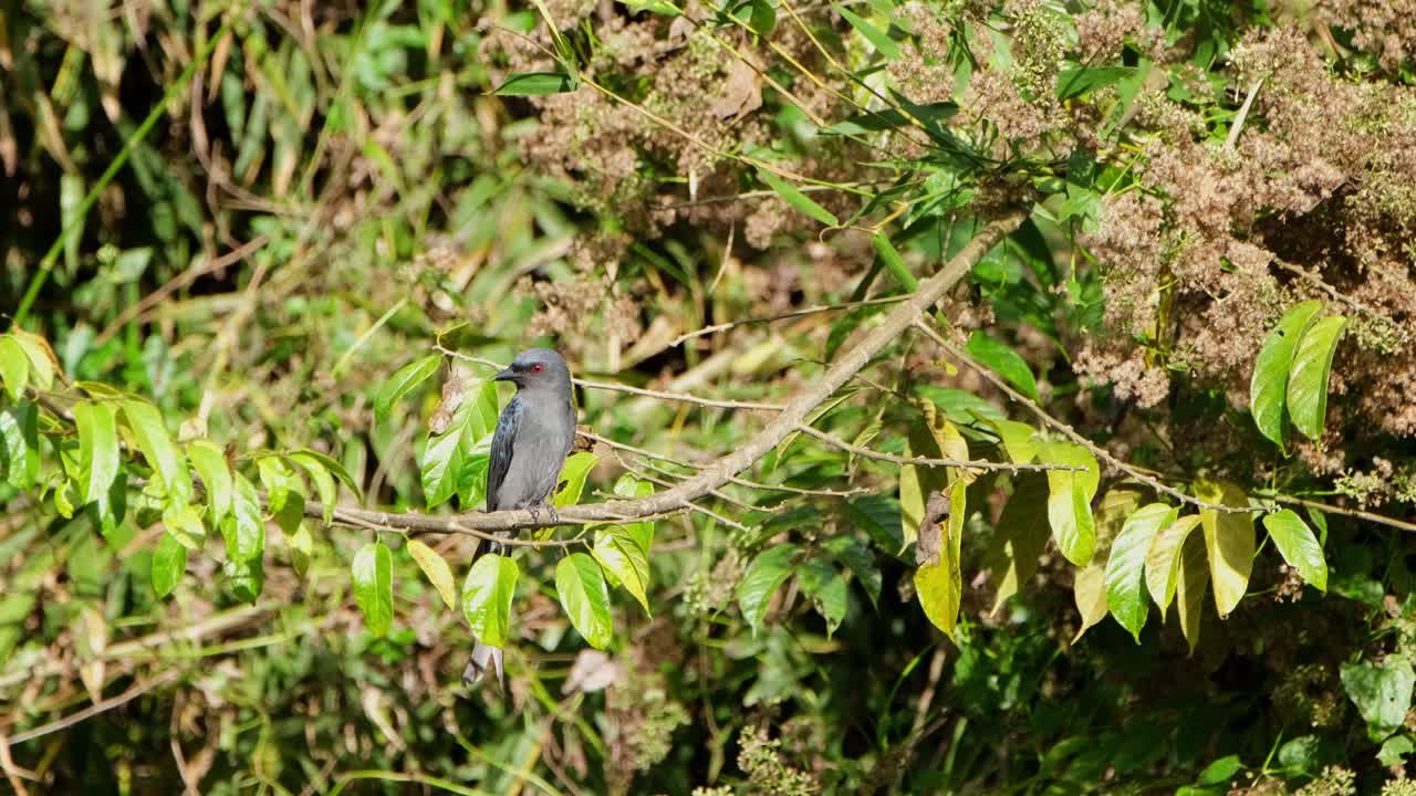 drongo ceniciento dicrurus leucophaeus posado en una rama durante la tarde mientras busca presas para alimentarse, parque nacional khao yai, tailandia