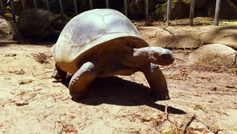 mahe seychelles, land giant tortoises inside the botanical garden