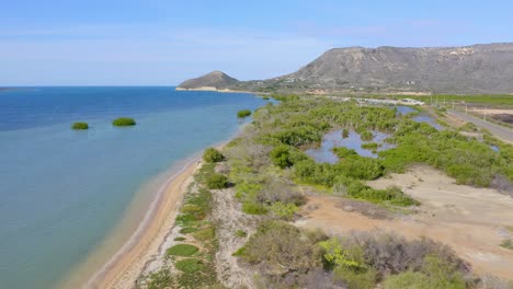 mangroves in lagoon of monte cristi in dominican republic