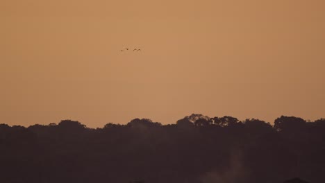 cuatro pájaros vuelan sobre la selva tropical de la reserva nacional de tambopata al atardecer