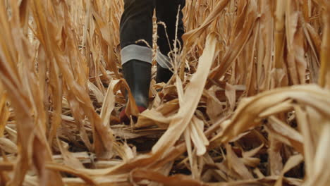 Legs-in-boots-walk-through-rows-of-rows-of-corn