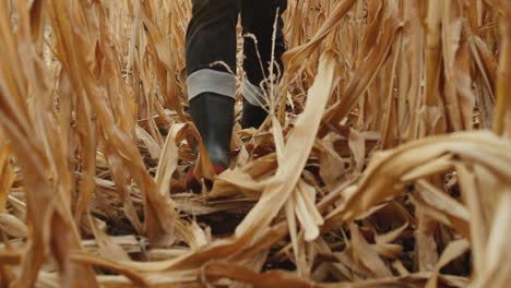 legs in boots walk through rows of rows of corn