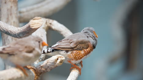 Männlicher-Australischer-Zebrafink-Auf-Zweig-Im-Osan-Bird-Park,-Südkorea