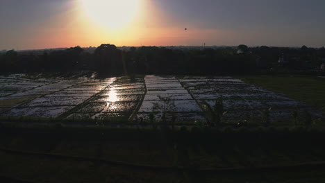 Campos-De-Plantaciones-De-Arroz-Reflejándose-En-El-Sol-De-La-Tarde,-Scooter-Conduciendo-Por