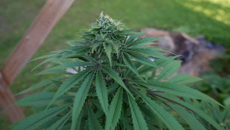 vista desde la parte superior de la planta de cannabis