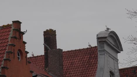 urban seagulls resting, gable end old residential brick buildings
