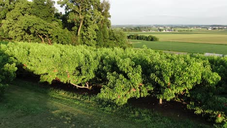 Rising aerial turn reveals peach orchard on hillside, Lancaster County farmland on sunny summer evening