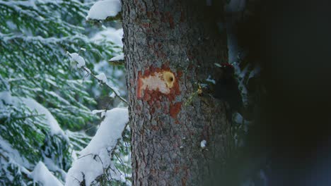 Un-Pájaro-Carpintero-Negro-Está-Picoteando-Una-Rama-En-Un-árbol-Nevado