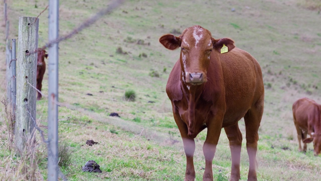 Vaca vista a través de una cerca de alambre de púas en una granja rural. Una escena del campo australiano que representa la ganadería, el ganado, la agricultura, los límites de las fincas y la vida rural.