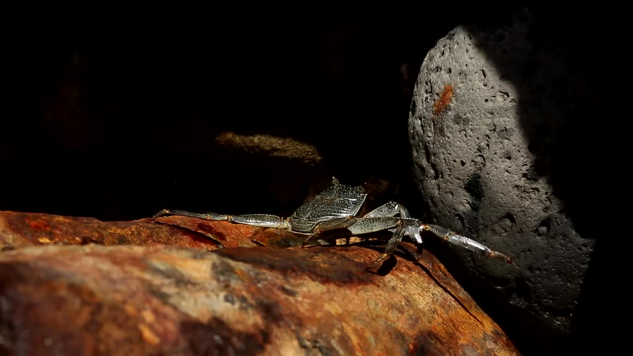 Spider crab climb the rock