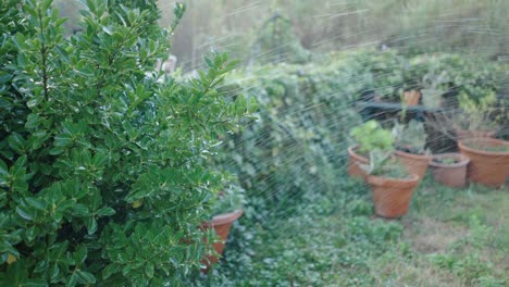 watering garden plants with sprinkler