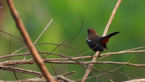 indian robin in tree uhd mp4 4k video .