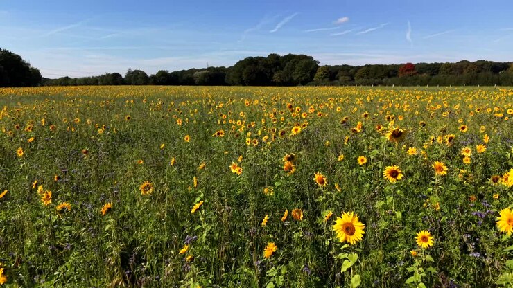 Vasto campo di girasoli in piena fioritura sotto un cielo azzurro, circondato da alberi in lontananza in una soleggiata giornata estiva. Drone che vola a bassa quota. Tramonto in Germania