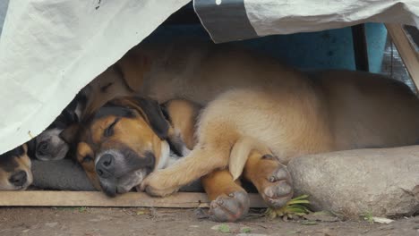 varios perros durmiendo en un pequeño refugio sucio en un campo de refugiados