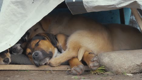 multiple dogs sleeping in a small dirty shelter in a refugee camp