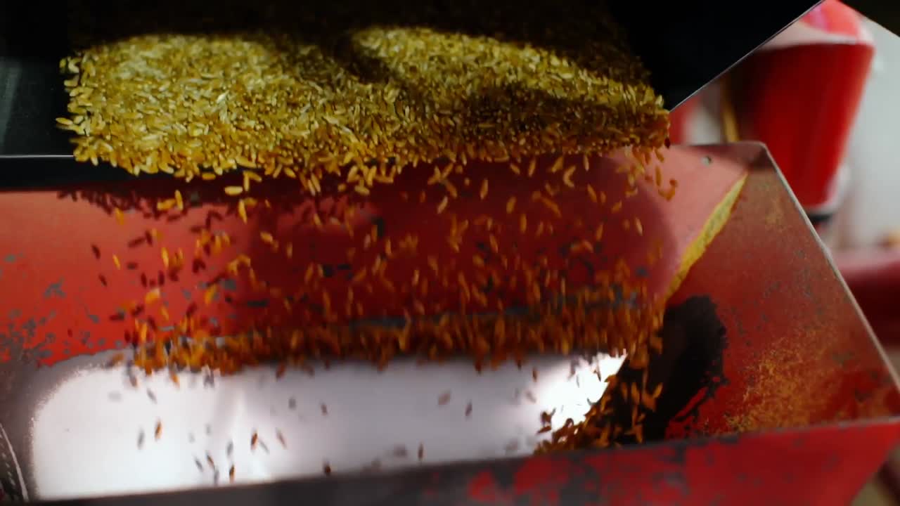 Wheat threshing in factory 4k