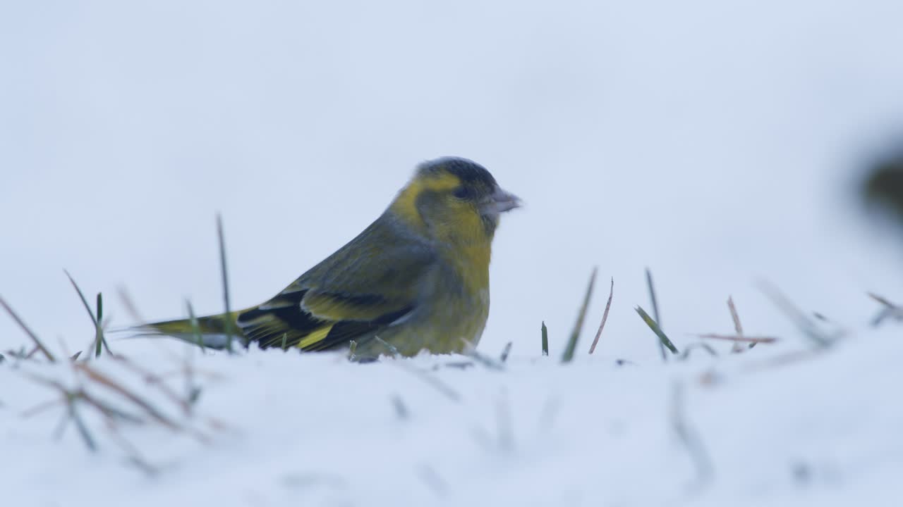 해바라기 씨를 먹는 겨울 새 모이통의 유라시아 검은콩