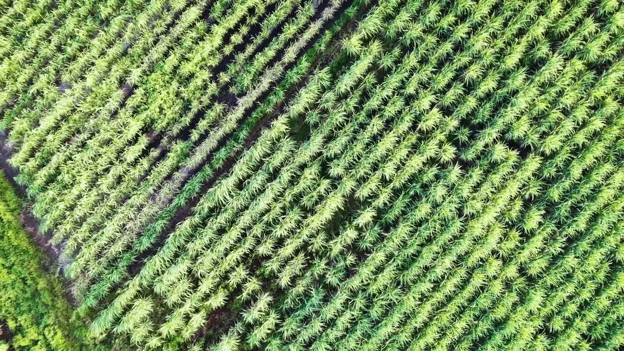 드론은 사탕수수 작물 위에서 낮게 시작하여 똑바로 날아가서 여러 줄의 사탕수수 작물을 드러냅니다.