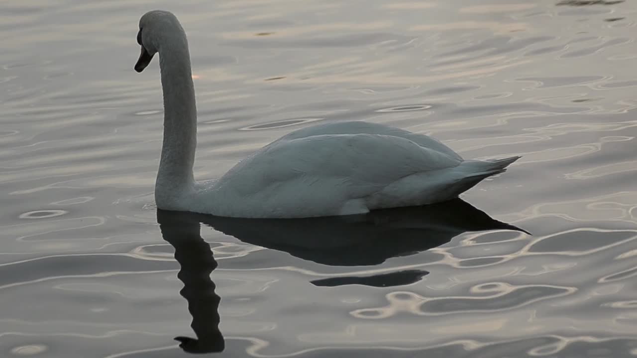 cisne flotando en el agua al atardecer