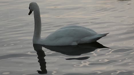 Swan-floating-on-water-at-dusk