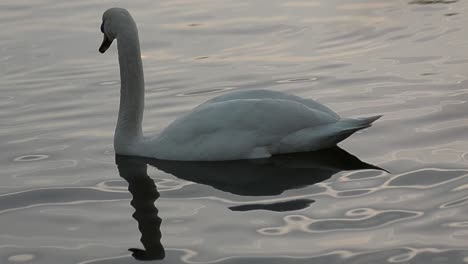 swan floating on water at dusk