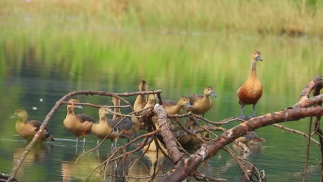 pollitos de pato silbando en el estanque