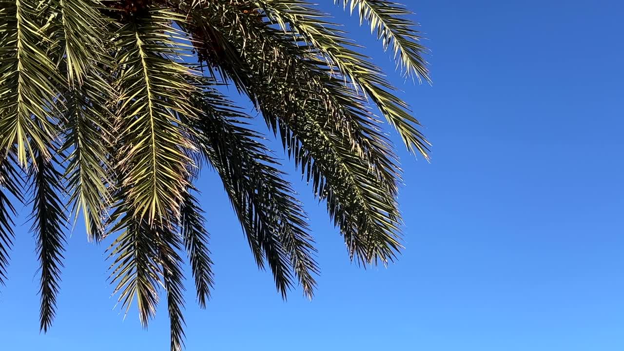 Close-up of palm tree fronds against a bright blue sky in a sunny outdoor setting