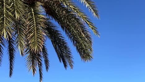 close-up of palm tree fronds against a bright blue sky in a sunny outdoor setting