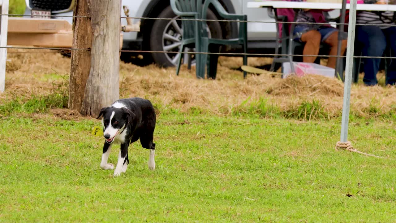 Border Collie herding dog moves attentively in grassy paddock, daylight, steady camera, rural setting