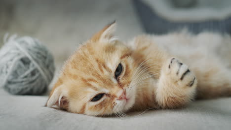 ginger kitten is resting on a sofa near a ball of gray threads