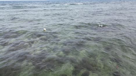 Eine-Tief-Fliegende-Luftaufnahme-Bietet-Einen-Unterwasserblick-Auf-Das-Meer,-Ein-Schwenk-Nach-Oben-Zeigt-Die-Krachenden-Wellen-Und-Gewährt-Einen-Einblick-In-Die-Wasserwelt