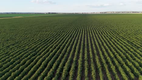 aerial view of soybean, potato, chickpea, lentil fields