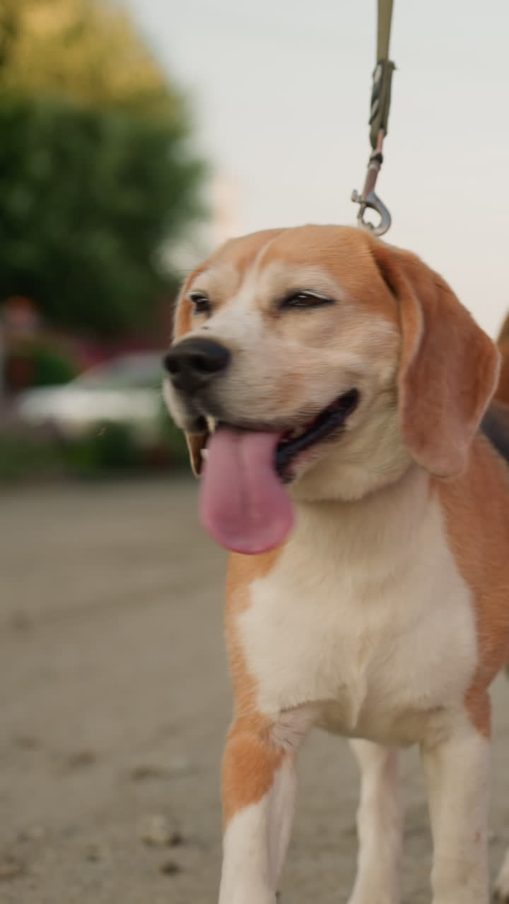 dueño del perro caminando con el perro en la correa a lo largo de la carretera de grava en un entorno rural, el perro jadeando con la lengua fuera, fondo borroso con edificio, coches estacionados y línea eléctrica