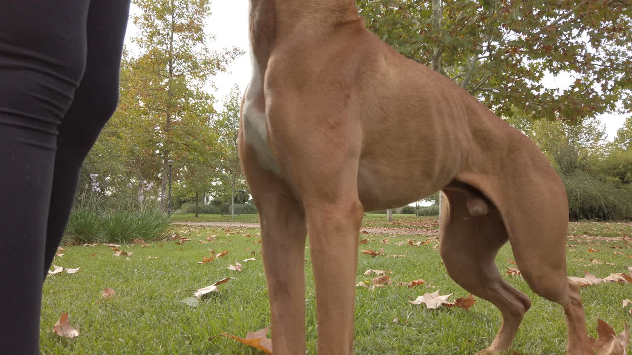 Woman training her boxer dog in the park