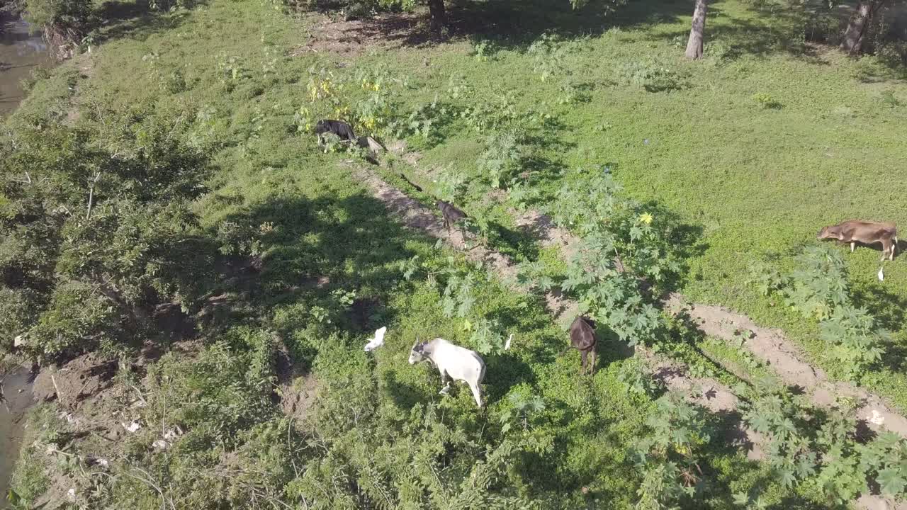 Aerial View of Cows Grazing in a Lush Green Field