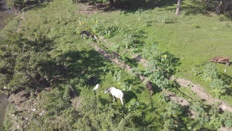 aerial view of cows grazing in a lush green field