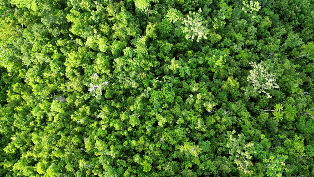 vista aérea de arriba hacia abajo de la selva tropical en virac, catanduanes, filipinas