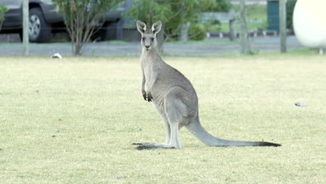 australian kangaroo's grazing in a township park land