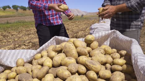 couples shaking hands in potato field.