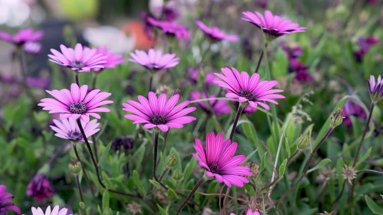 정원의 보라색 꽃