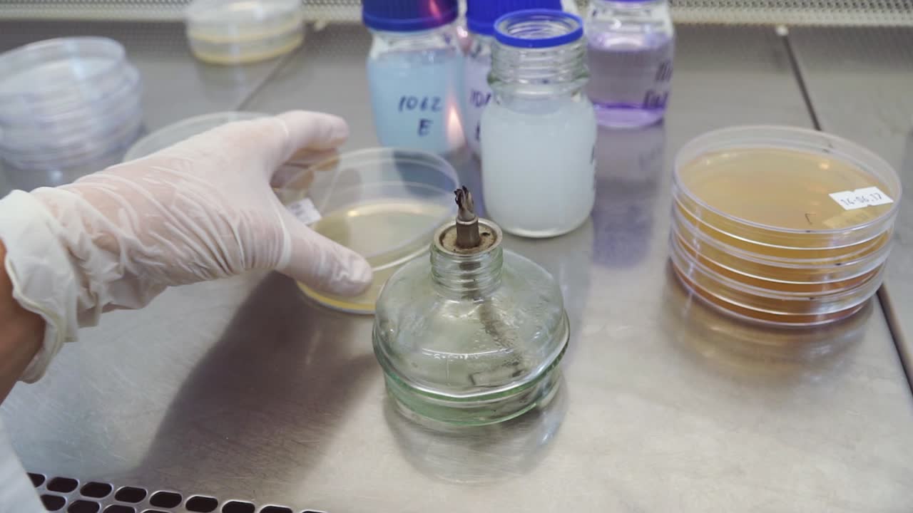 실험실 실험: 페트리 접시