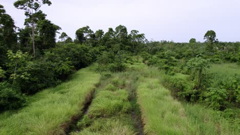 Aerial:-view-over-lush-green-jungle-rainforest-canopy,-tall-grass-with-waterways