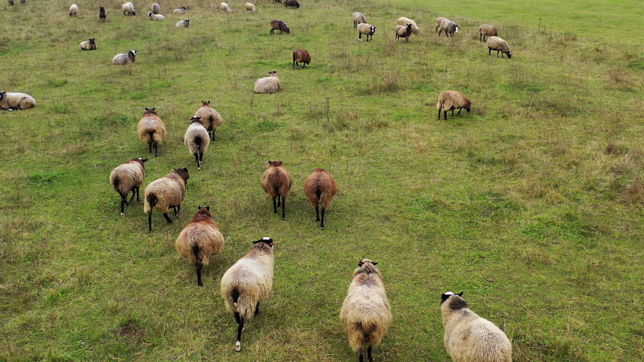 Funny fat sheep walking on a meadow. Farm livestock on pasture. Herding domestic animals on field. View from above.