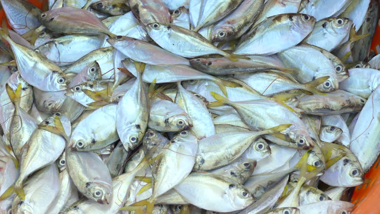 케랄라 의  ⁇ 시 항구 에서 바구니 에 신선 한 물고기 를 실는 것