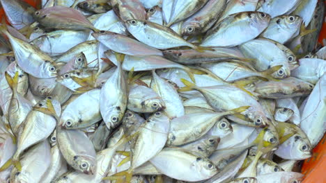 fresh fish loading in to basket from fishing harbour in kerala