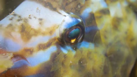 a macro video of a colourful parrotfish on a night dive moving its mouth and eyes