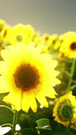 sunflowers in a field