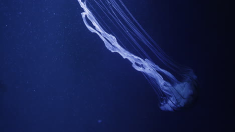 medusas en el acuario