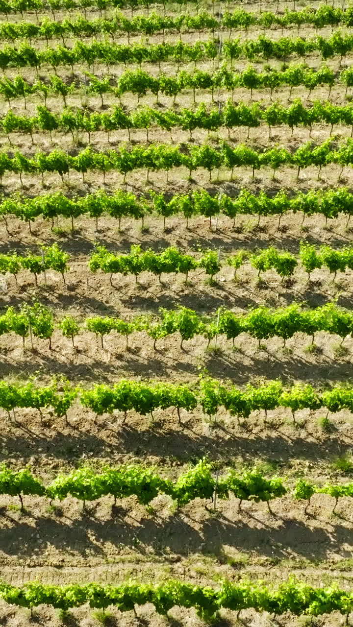 Vertical drone shot overlooking of grapevine rows, summer day in Tuscany, Italy