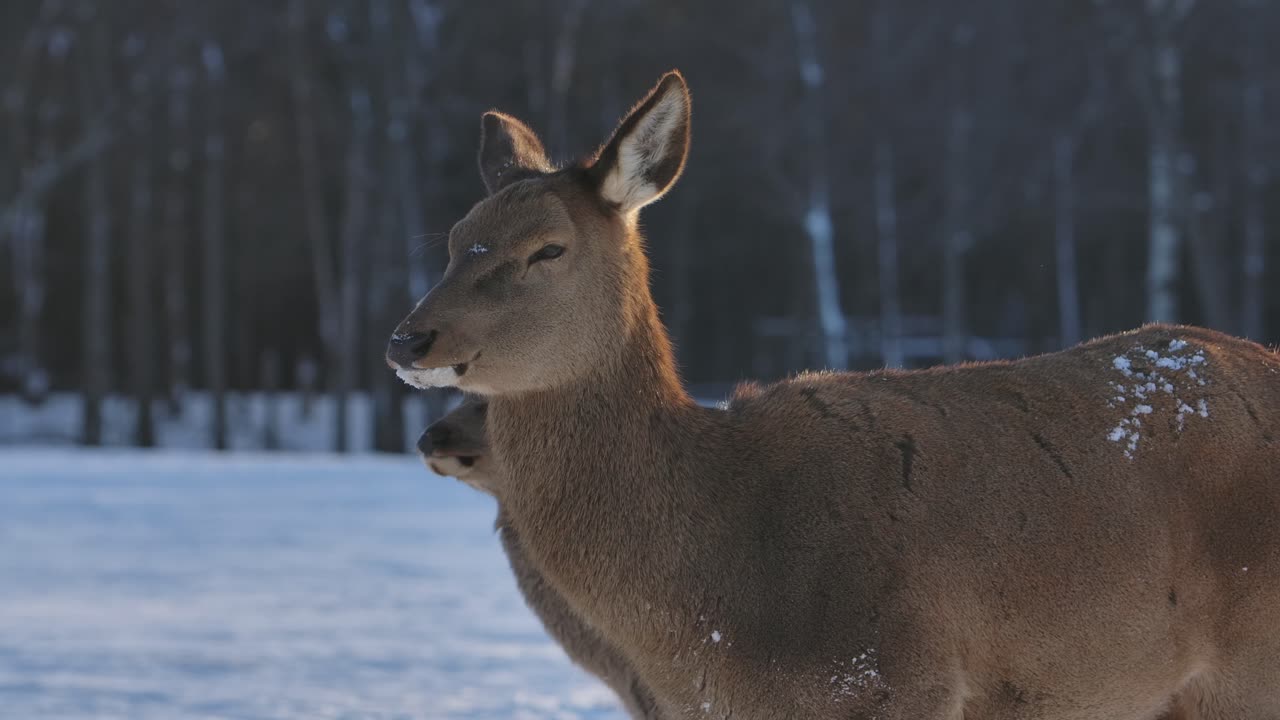 ciervos alces y rebaños sobreviviendo al frío invierno en cámara lenta cinematográfica